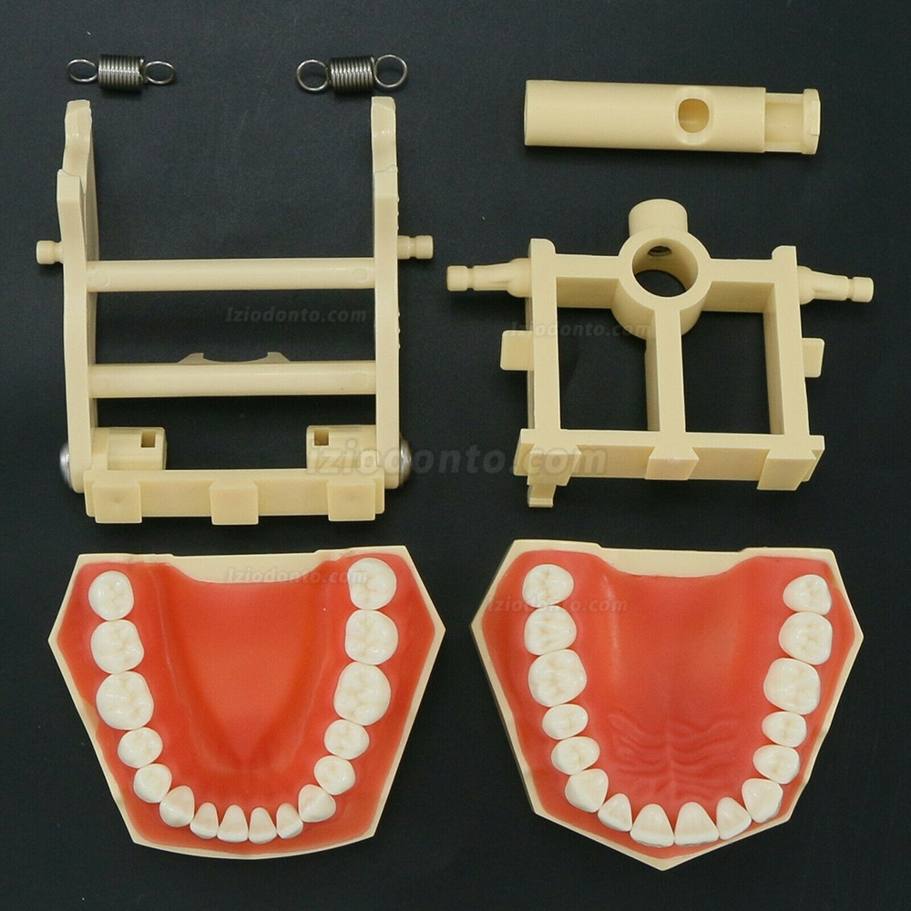 Treinamento Odontológico Typodont Modelo M8014 32Pcs Dentes Compatível com Frasaco AG3